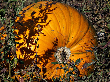 ready for pickin, pumpkins, pumpkin patch, autumn, orange, een, squash HD wallpaper