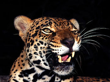 Glare Jaguar, animal, jaguar, wildcat, head, bigcat HD wallpaper