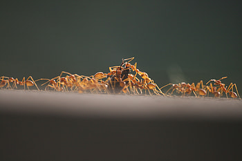 a group of red ants hunting, ants, hunting, group, red HD wallpaper