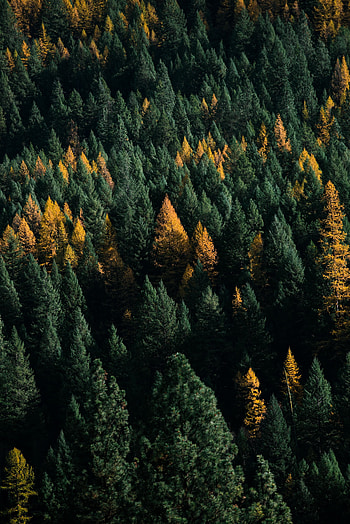 Nature, Trees, View From Above, Top, Coniferous, Forest, Tops HD phone wallpaper