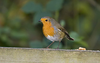 Robin bird , quality, Stunning backgrounds, Avian artistry HD wallpaper