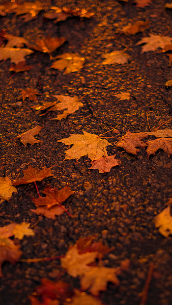 Autumn orange maple leaf, Sony Xperia Z5 Premium dual, background, Stunning visuals HD phone wallpaper