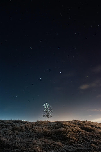 Stars, Night, Dark, Wood, Tree, Field HD phone wallpaper