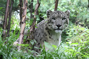 Animals, Snow Leopard, Predator, Big Cat HD wallpaper