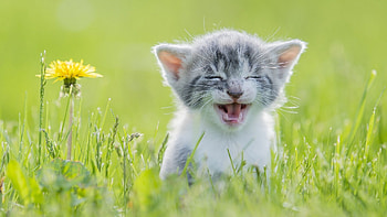 HaHa, kitten, animal, kitty, flower, Cat HD wallpaper