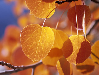 Plants, Trees, Autumn, Leaves HD wallpaper
