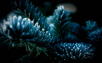 Background, Macro, Dark, Branch, Fir, Spruce, Shadow HD wallpaper