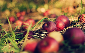Plants, Fruits, Apples HD wallpaper