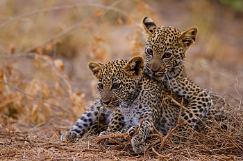 Leopard cubs, animal, baby, cubs, Leopard HD wallpaper