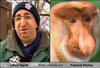 two kind of primates, animal, longnose, monkey, smiling, primate, joke, lookslike, proboscis, funny HD wallpaper