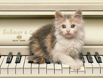 Animals, Cats HD wallpaper