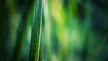 Background, Grass, Macro, Shine, Light, Blur, Smooth HD wallpaper
