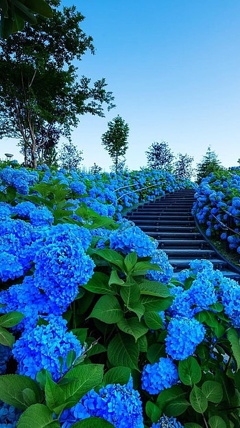 Beautiful Flowers, Blue Flowers HD phone wallpaper