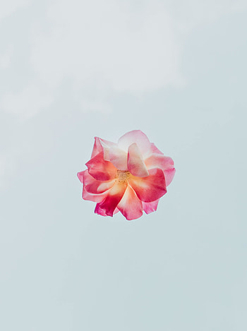 Minimal, pink, flower HD phone wallpaper