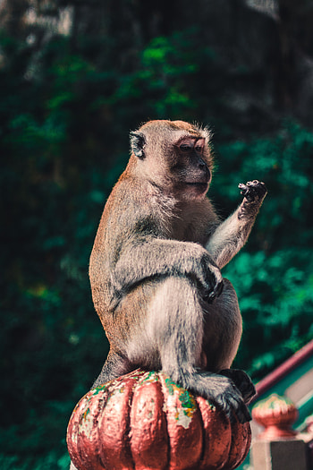 Animals, Monkey, Animal, Toque, Macaque HD phone wallpaper