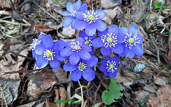 Anemones, blue, Latvia, flowers, spring, macro HD wallpaper