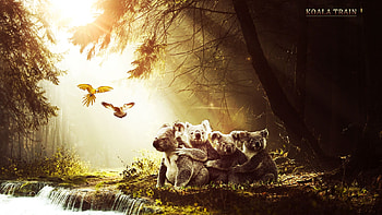 Koala, Animal HD wallpaper