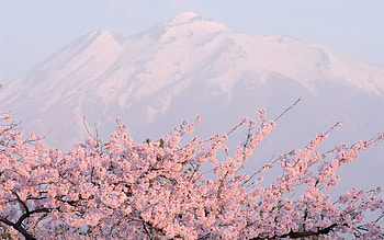 Wood, Nature, Flowers, Mountains, Vertex, Top, Tree HD wallpaper