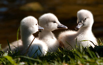Animals, Beak, Fluffy, Flock, Toddlers, Kids, Ducklings HD wallpaper