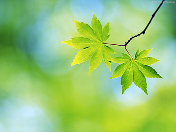Plants, Leaves HD wallpaper