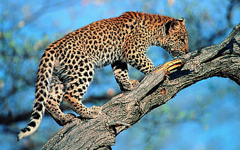 Animals, Wood, Leopard, Tree, Tail HD wallpaper