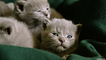 Nice cats, tender, kitten, love, cat, feline HD wallpaper