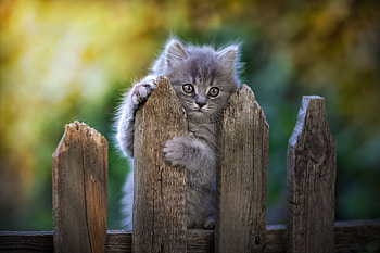 Cat Fence Pawn, cat, animals HD wallpaper
