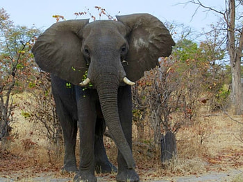WILD ELEPHANT, ELEPHANT, WILD, , ANIMAL HD wallpaper
