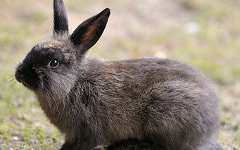 Alaska, Rabbits HD wallpaper