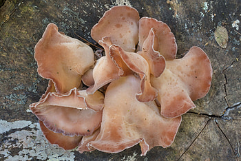 Wood Ear mushrooms, Park college station Texas, Food HD wallpaper