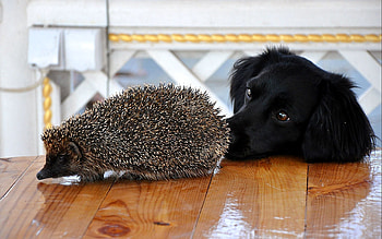 Animals, Dog, Muzzle, Table, Hedgehog HD wallpaper