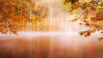 Foggy Autumn Morning, colors, trees, leaves, water, fall HD wallpaper