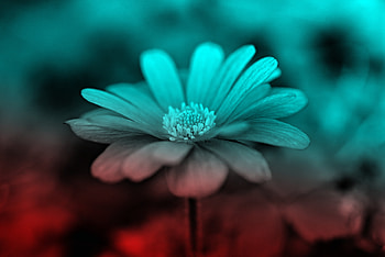Portrait, Anemone, flower, marco HD wallpaper