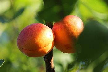 Ripe and tasty apricot, Sunny summer delight, Close-up beauty, Macro graphy HD wallpaper