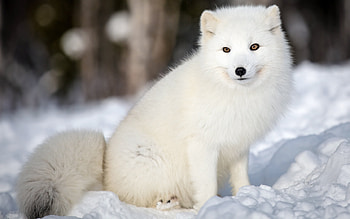 Winter Forest, White Face, Nature Background HD wallpaper
