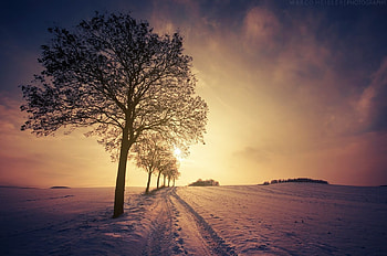 Snow Trees Sunlight, snow, trees, sunlight, nature HD wallpaper