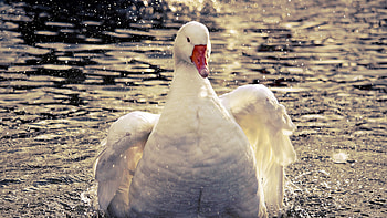 Swimming goose, White bird, , format HD wallpaper