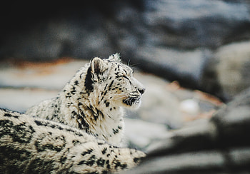 Zoo, relaxed, Snow Leopard, predator HD wallpaper