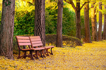Autumn park, Leaves, Bench, Fall, Trees HD wallpaper