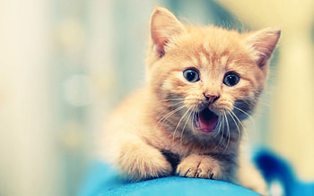 Cute Cat 2, cat, animals, cute HD wallpaper