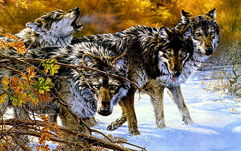 Animals, Wolfs HD wallpaper