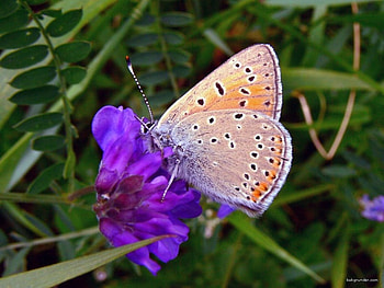 purple copper butterfly, grass, butterfly, insect, flower HD wallpaper