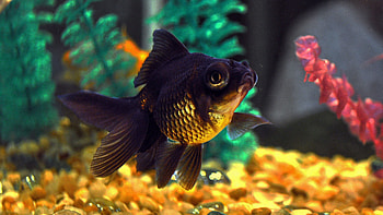 Gold Fish, Nature, , Backgrounds HD wallpaper
