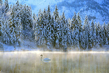 Winter swan, winter, blue, swim, snow, cold, trees, swan, lake HD wallpaper