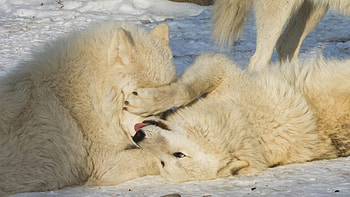 PLAYTIME, Arctic, Wolves, animals, snow, Wolf, nature HD wallpaper