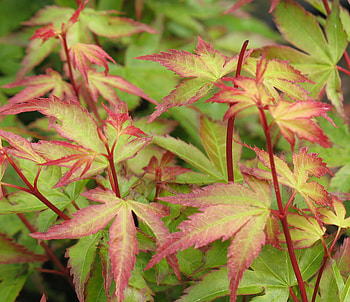 Palmatum Kiyohime, leaves, graphy, trees, autumn, nature HD wallpaper