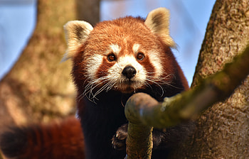 Red panda, animal, cute, muzzle HD wallpaper