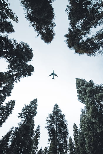 A plane flying above tall trees, viewed from below in a forest. HD phone wallpaper