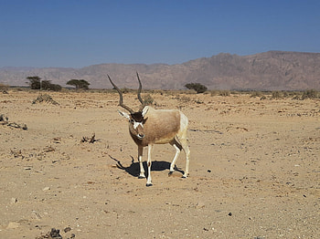 Living animals, Survive climate change, Overcome extinction, Potential HD wallpaper