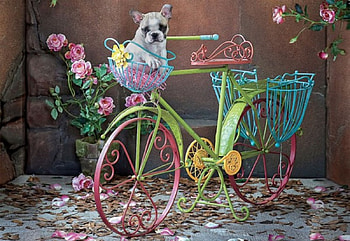 Easy Rider, puppy, bicycle, roses, Rider, Easy, pretty HD wallpaper